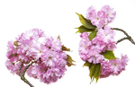 sakura nova7