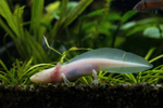 axolotl