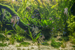 akvarium2