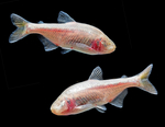 tetra slepa_web2
