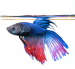 betta2