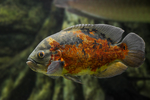 009 Astronotus ocellatus