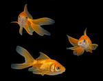 002 Carassius auratus auratus