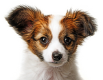 puppy2