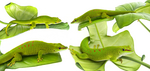 phelsuma nova5