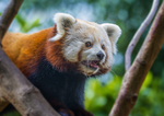 red panda3