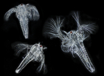 Artemia salina
