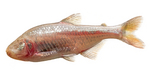 tetra slepa4zostreno