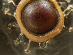 VeraKuttelvaserovaStuchelova_bochnatka americka_statoblast2015