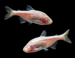 tetra slepa5