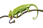 vera_kuttelvaserova_Chamaeleo calyptratus0