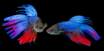 vera_kuttelvaserova_Betta splendens