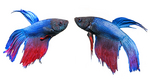 vera_kuttelvaserova_Betta splendens2