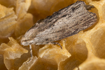 zavijec24
