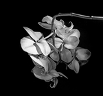 orchid3